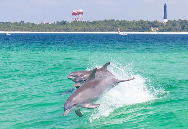 dolphins copy